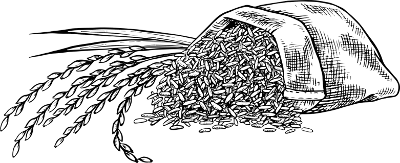 خرید برنج طارم فریدونکنار